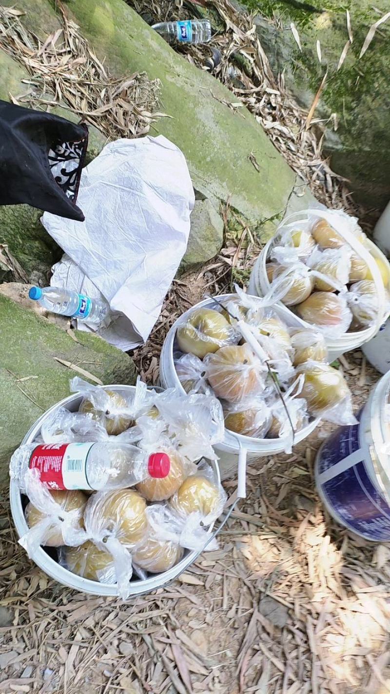 黄花梨个头饱满口感细腻水分充足产地直销大量供货欢迎询价
