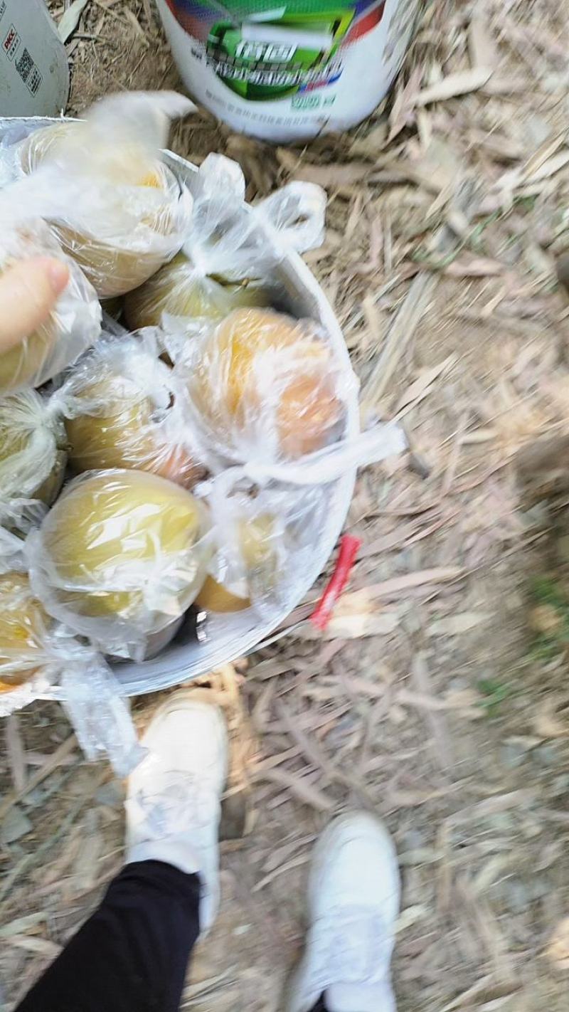 黄花梨个头饱满口感细腻水分充足产地直销大量供货欢迎询价
