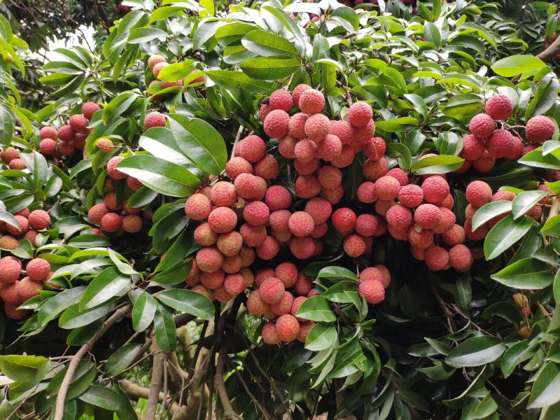 禾荔（淮枝）10万斤六月底可选收，七月上旬可大收