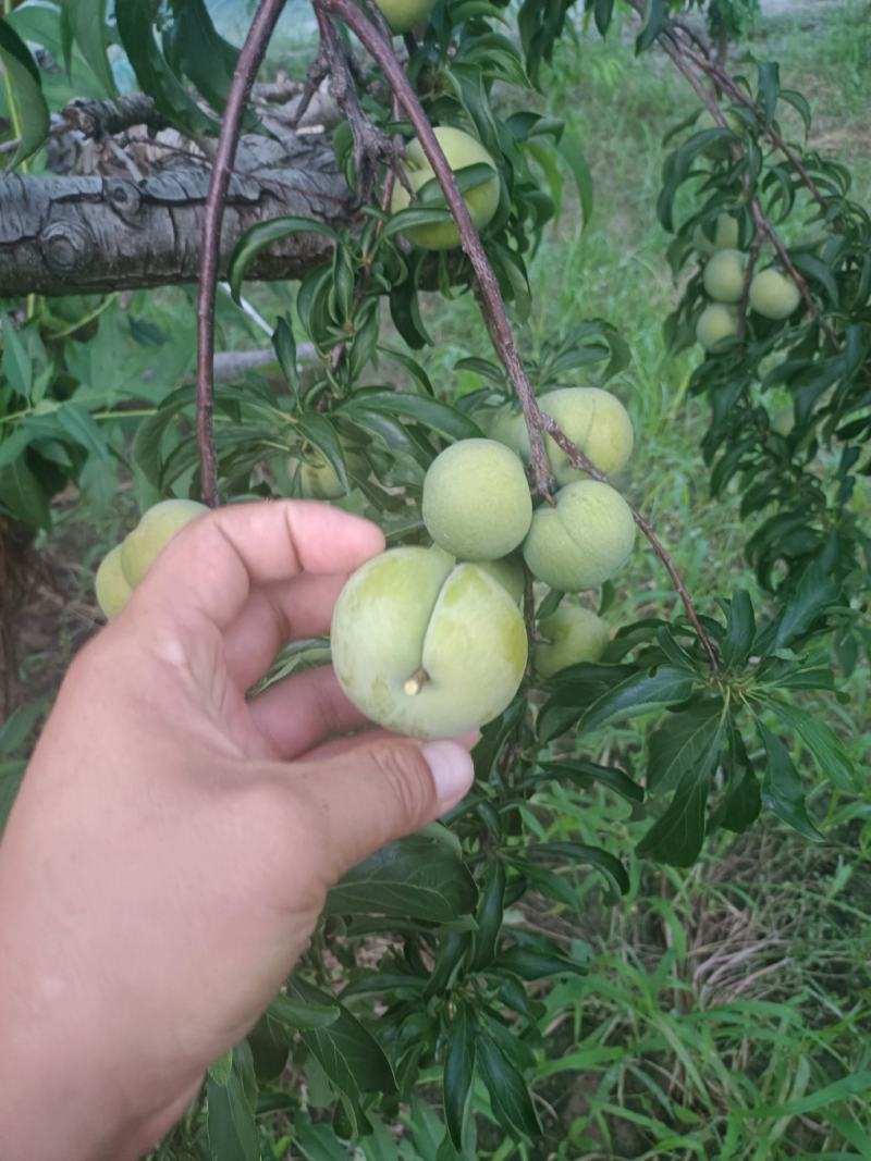 蜂糖李子批发，陕西蜂糖李子基地价格，蜂糖李子价