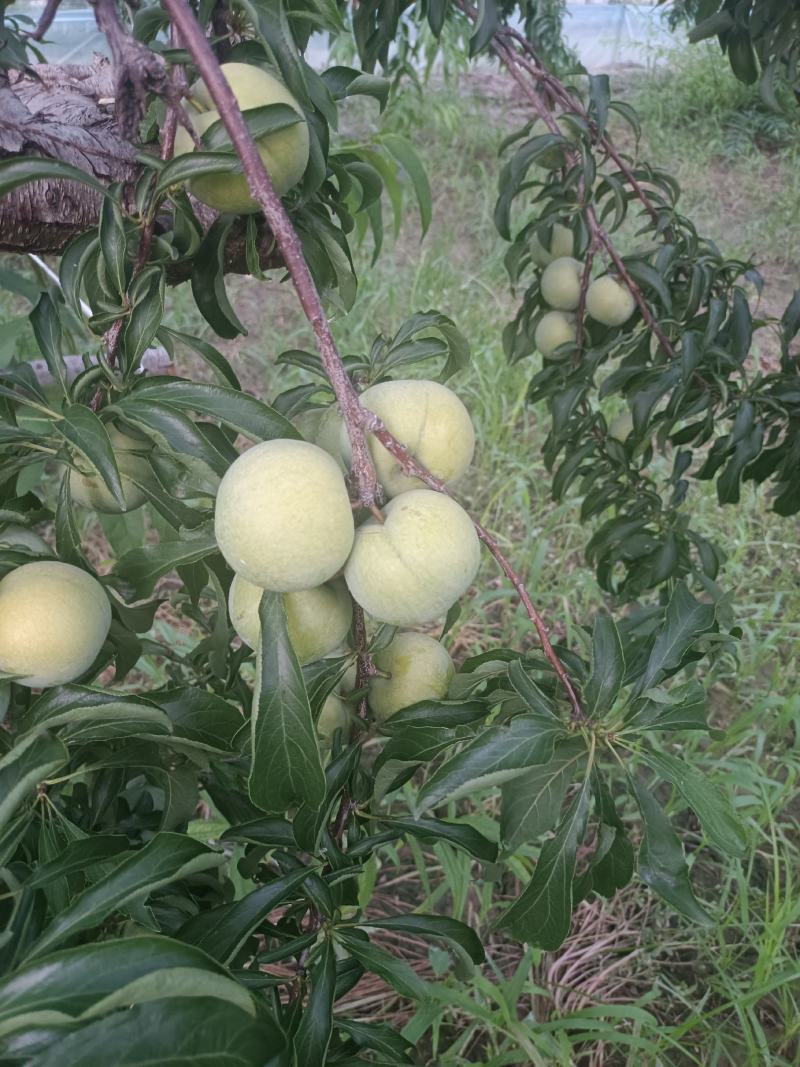 蜂糖李子批发，陕西蜂糖李子基地价格，蜂糖李子价