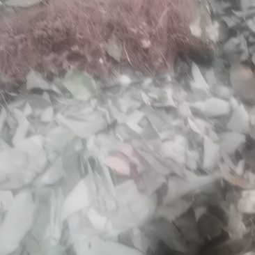 淫羊藿