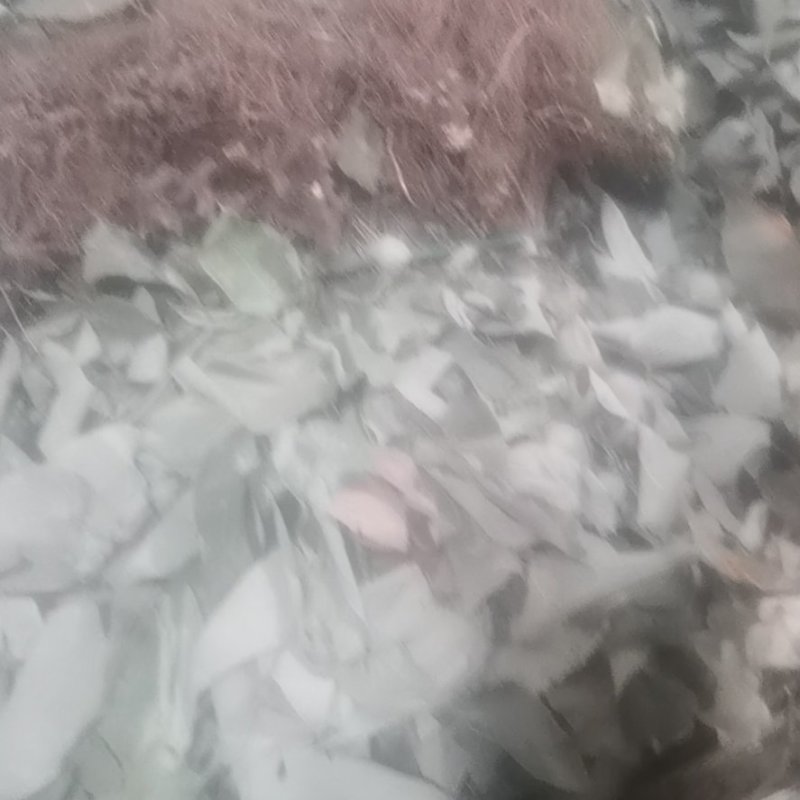 淫羊藿