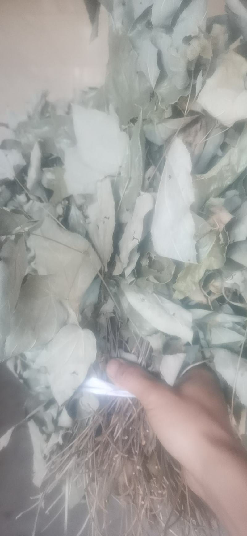 淫羊藿