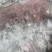 淫羊藿