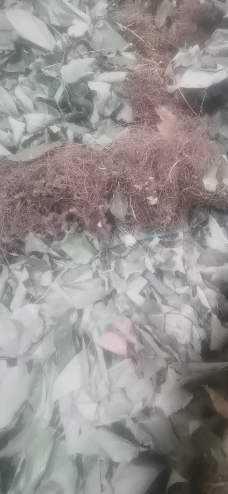 淫羊藿