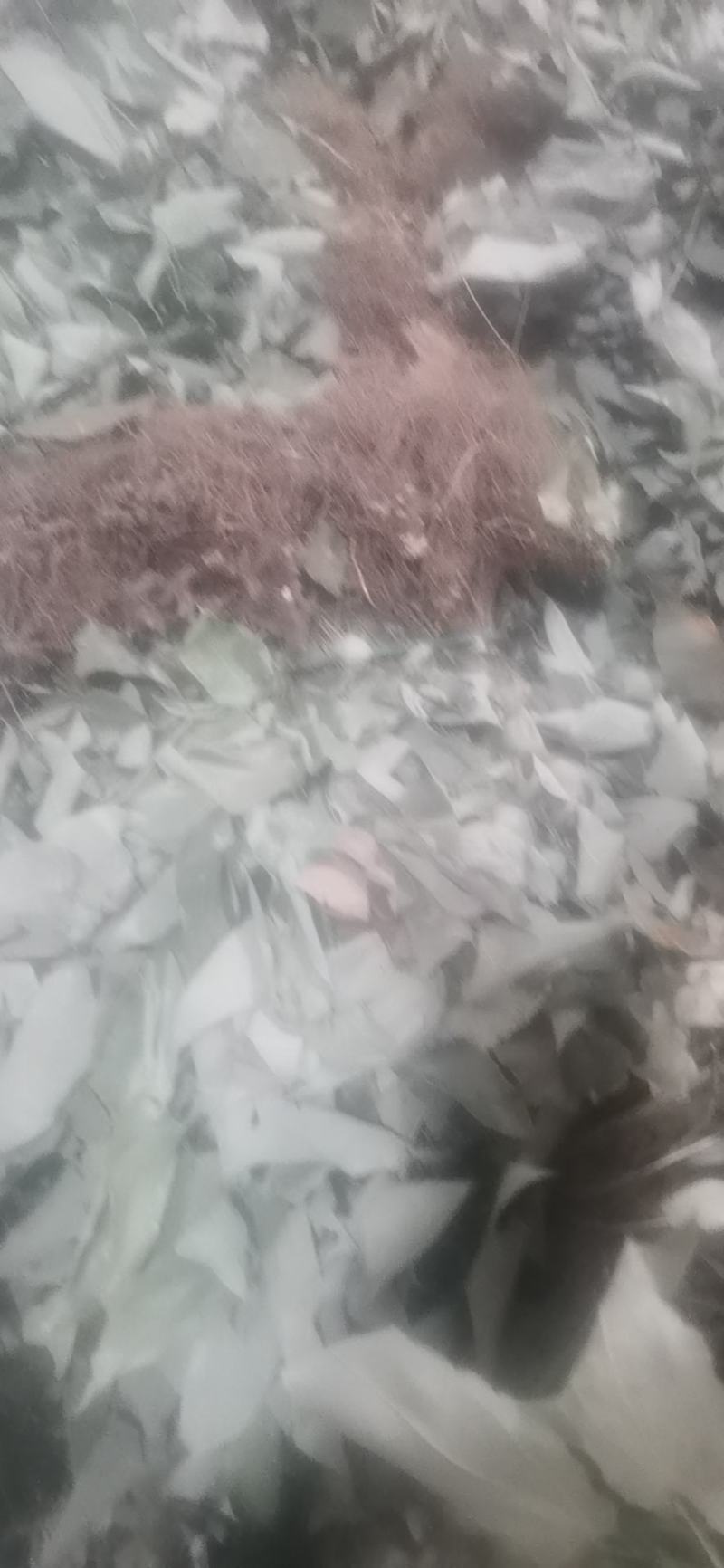 淫羊藿