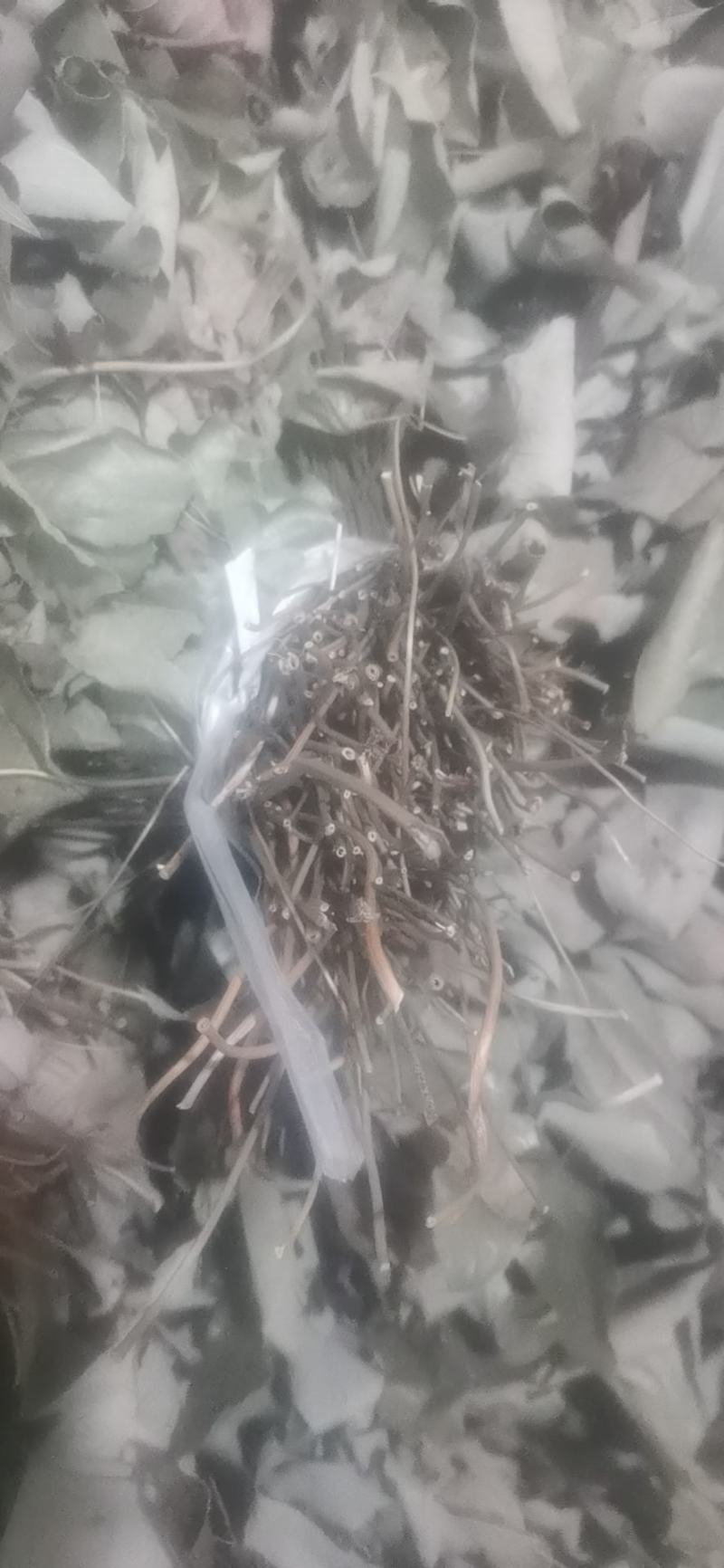 淫羊藿