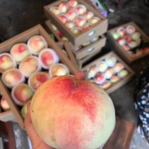 凤桥水蜜桃，硬吃脆甜熟了剥皮味鲜多汁，期待各大采购光临