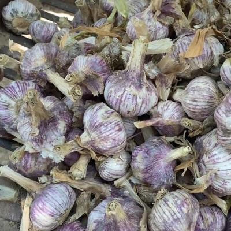 正宗金乡马集太空蒜种，早熟红皮高产