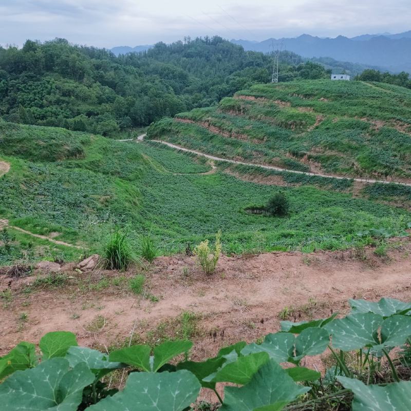 大邑毛豆，基地货。欢迎预定