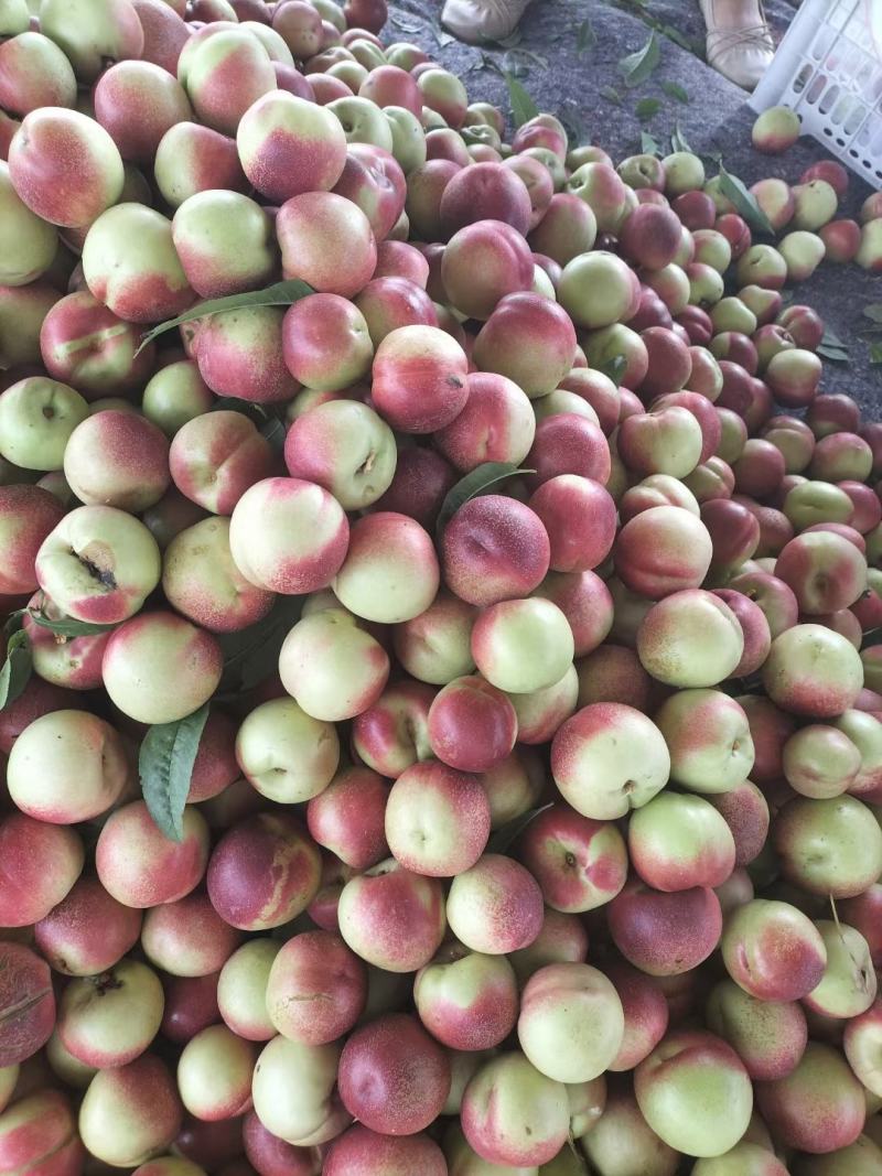 珍珠枣油桃