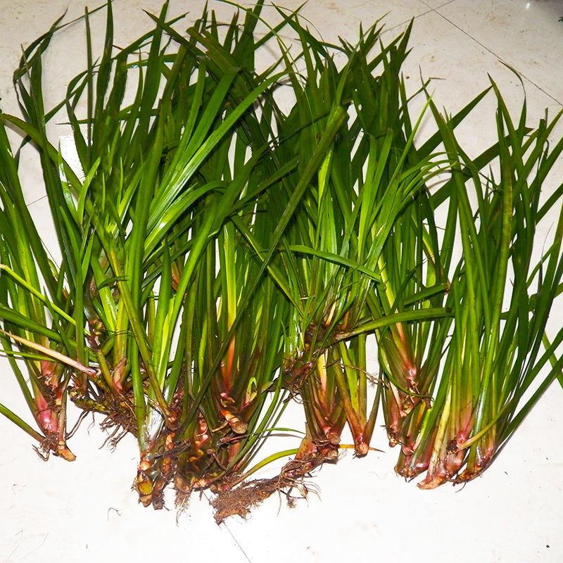 贵州新鲜三奈五香草茴香菖蒲带根随手香山奈去腥除味牛羊肉调