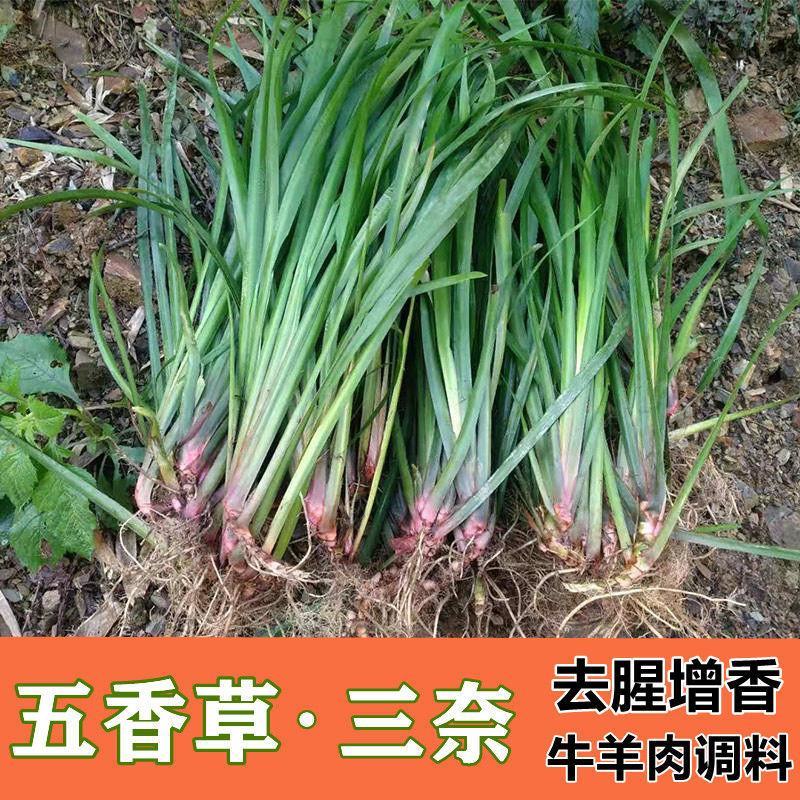 贵州新鲜三奈五香草茴香菖蒲带根随手香山奈去腥除味牛羊肉调