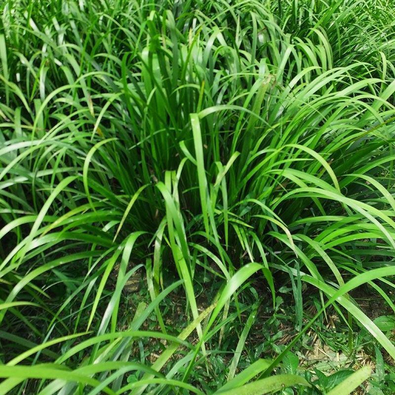 贵州新鲜三奈五香草茴香菖蒲带根随手香山奈去腥除味牛羊肉调