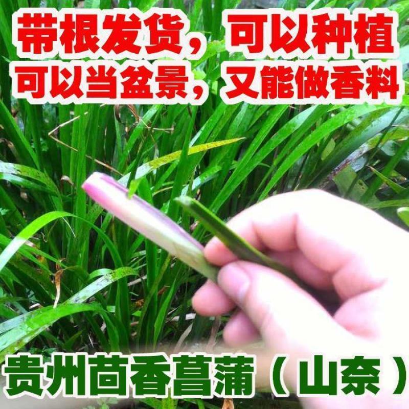 贵州新鲜三奈五香草茴香菖蒲带根随手香山奈去腥除味牛羊肉调