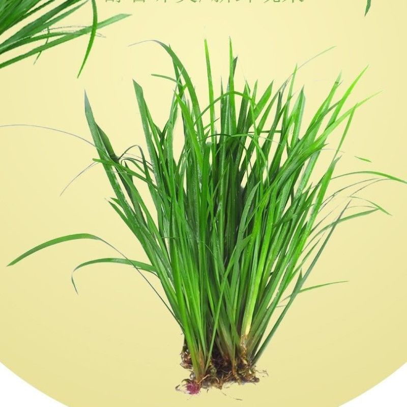 贵州新鲜三奈五香草茴香菖蒲带根随手香山奈去腥除味牛羊肉调