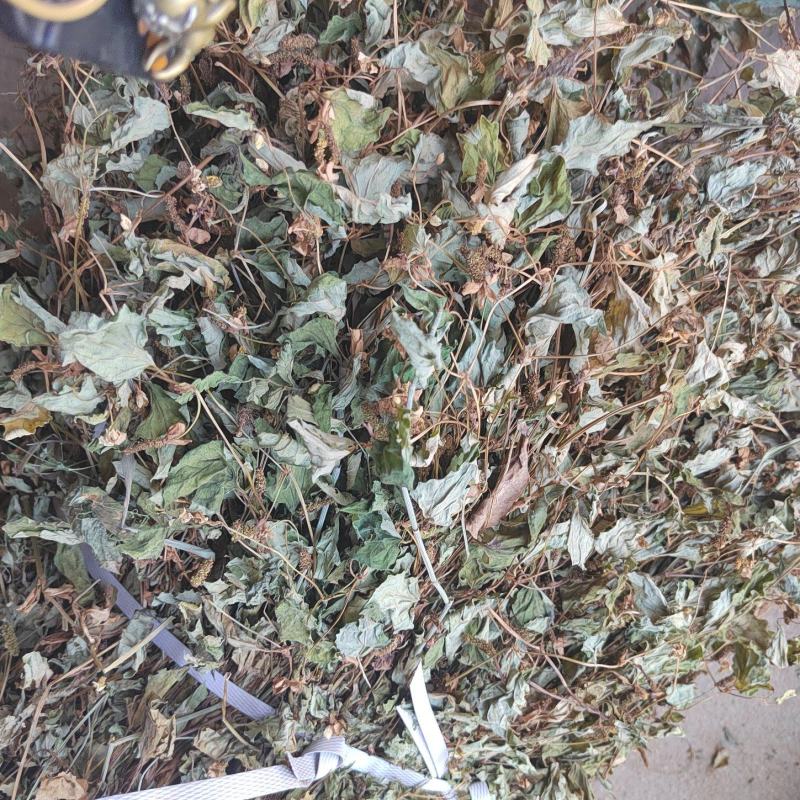 鱼腥草