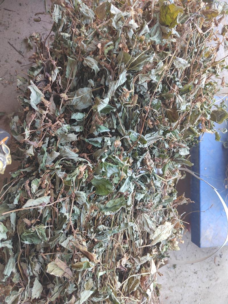 鱼腥草