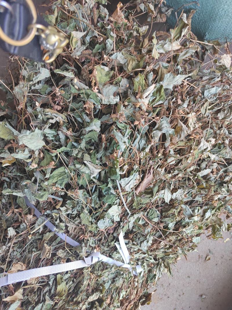 鱼腥草