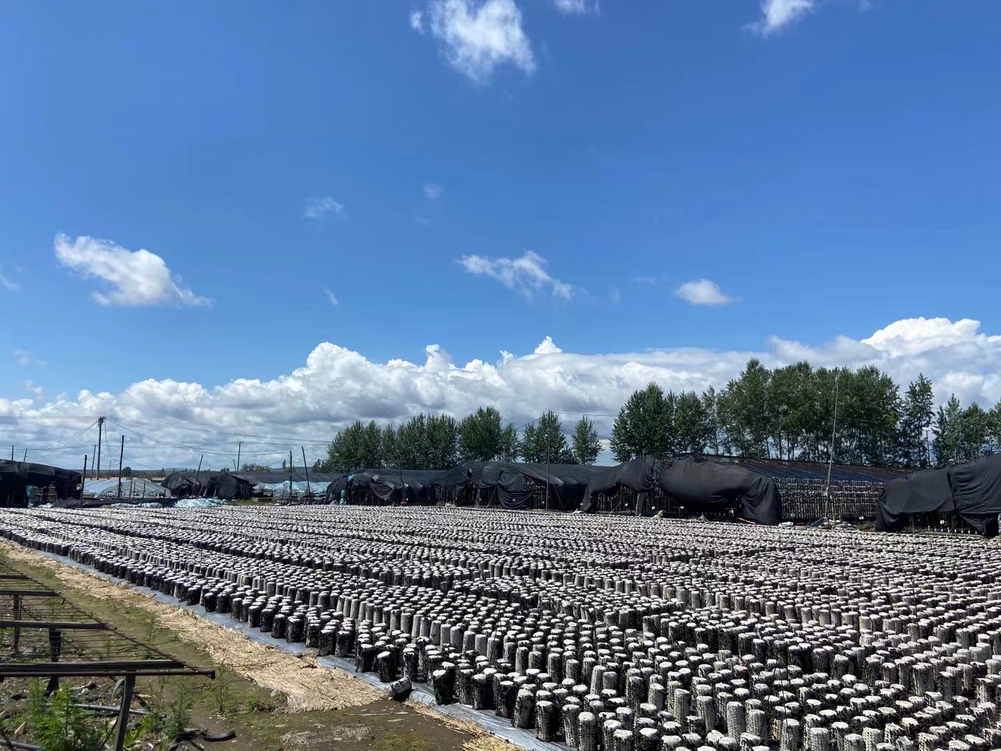 秋木耳种植基地航拍图