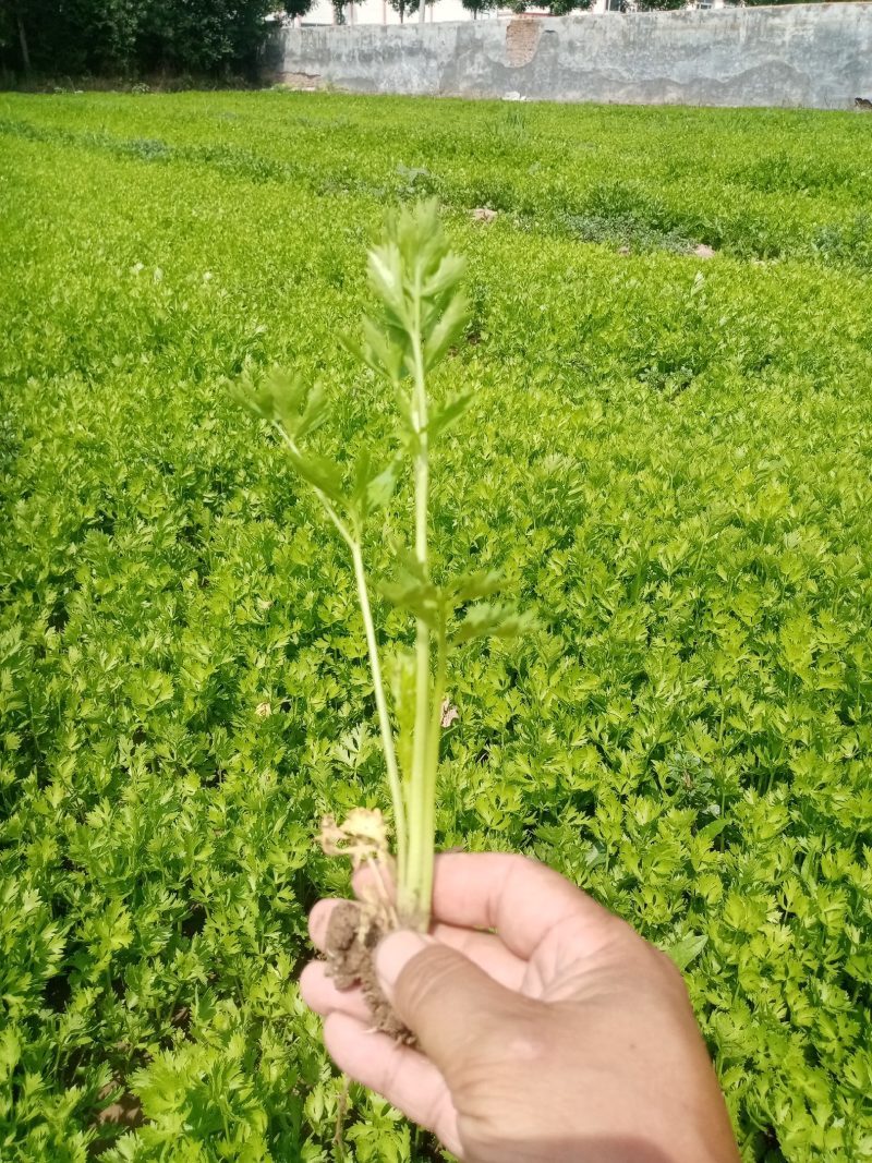 芹菜苗。包种包销一条龙服务，严把质量关，做到客户满意。
