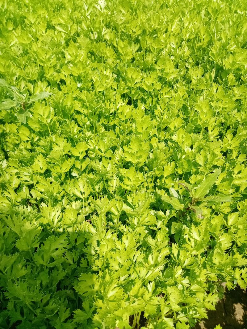 芹菜苗。包种包销一条龙服务，严把质量关，做到客户满意。