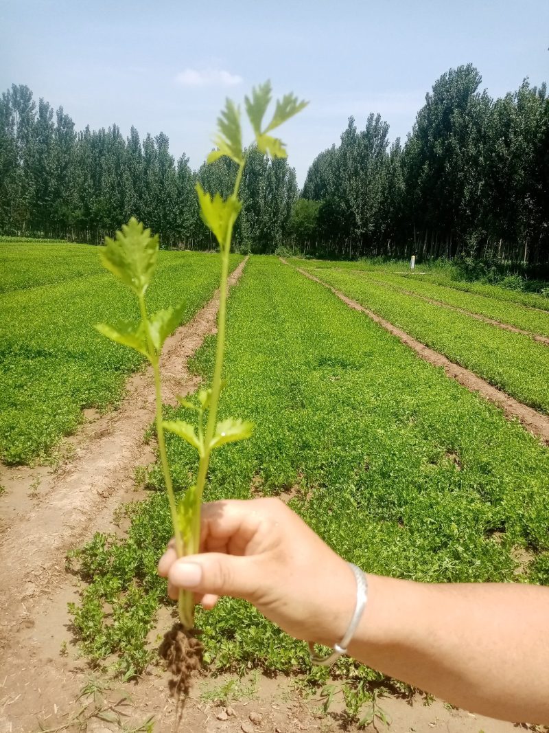 芹菜苗。包种包销一条龙服务，严把质量关，做到客户满意。