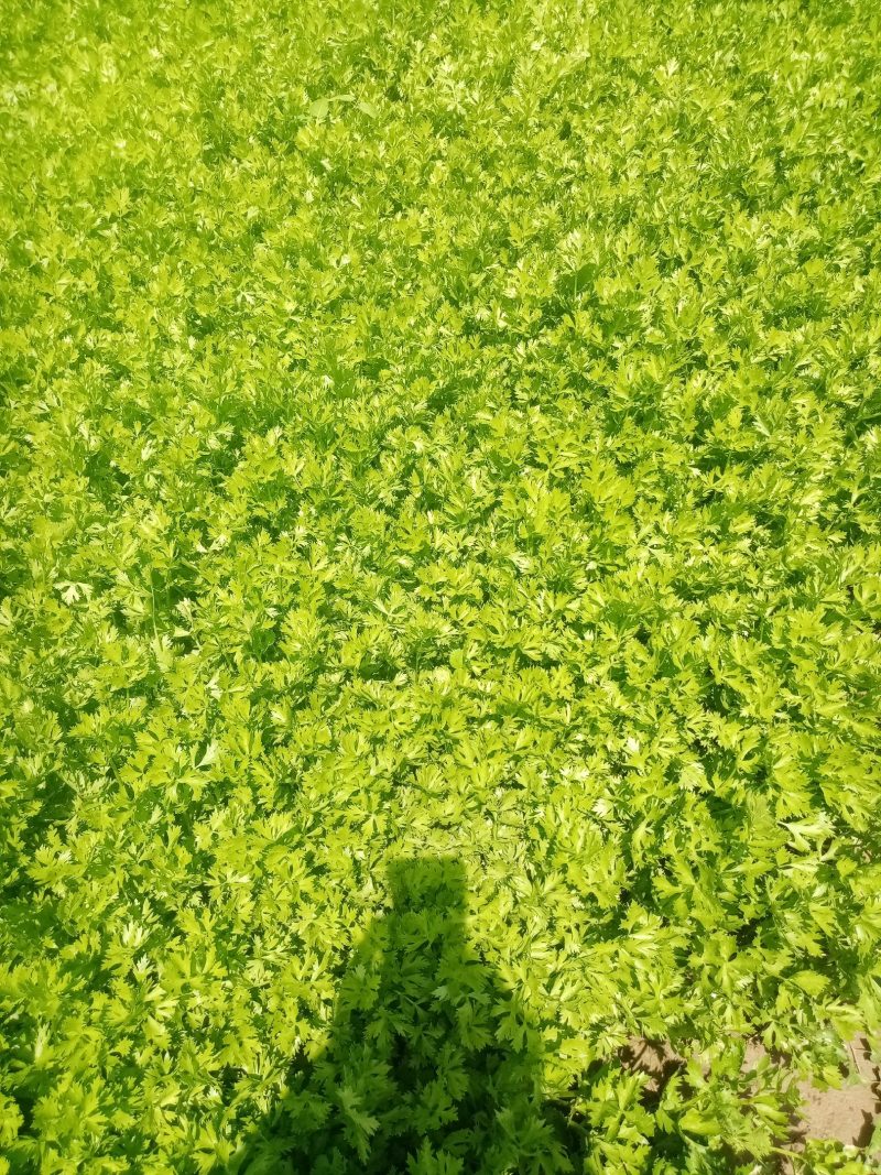 芹菜苗。包种包销一条龙服务，严把质量关，做到客户满意。