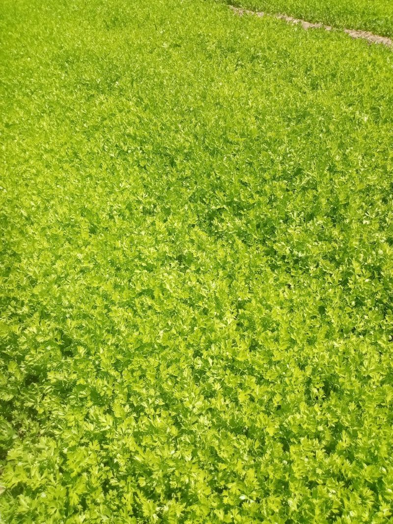 芹菜苗。包种包销一条龙服务，严把质量关，做到客户满意。