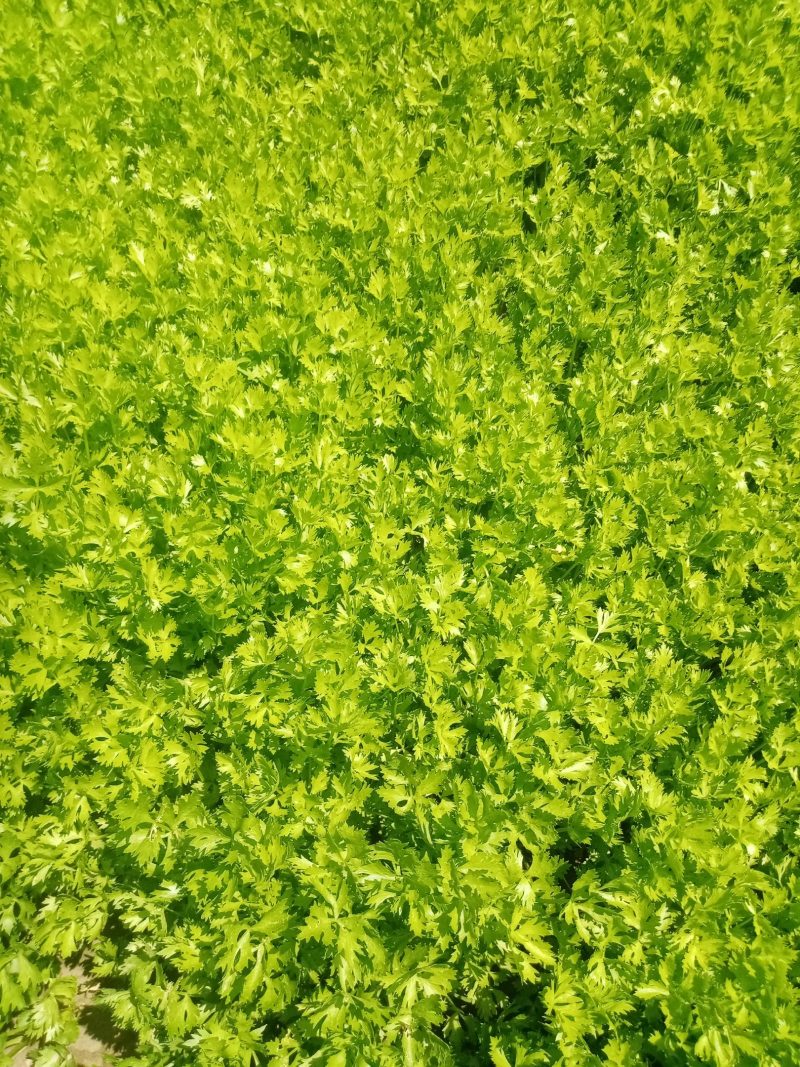 芹菜苗。包种包销一条龙服务，严把质量关，做到客户满意。