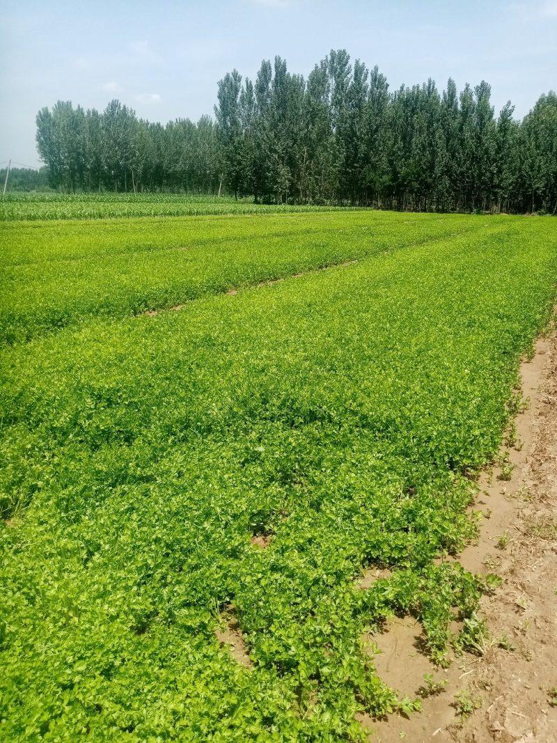 芹菜苗。包种包销一条龙服务，严把质量关，做到客户满意。