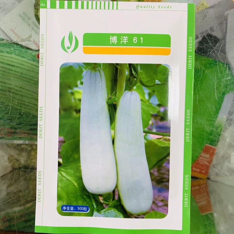 博洋61甜瓜种子天津德瑞特羊角脆羊角蜜薄皮甜脆杂交种子