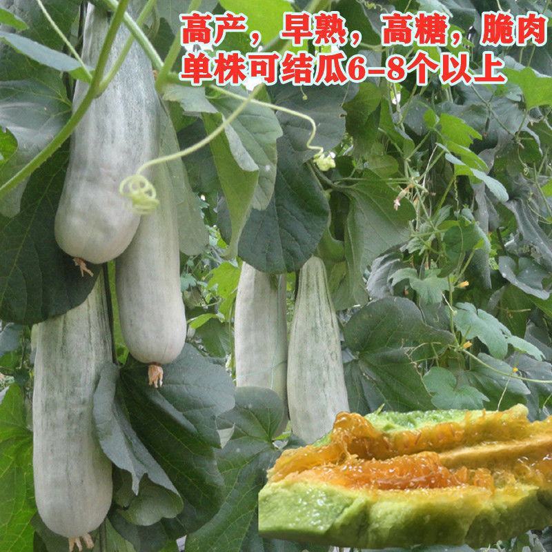 博洋61甜瓜种子天津德瑞特羊角脆羊角蜜薄皮甜脆杂交种子