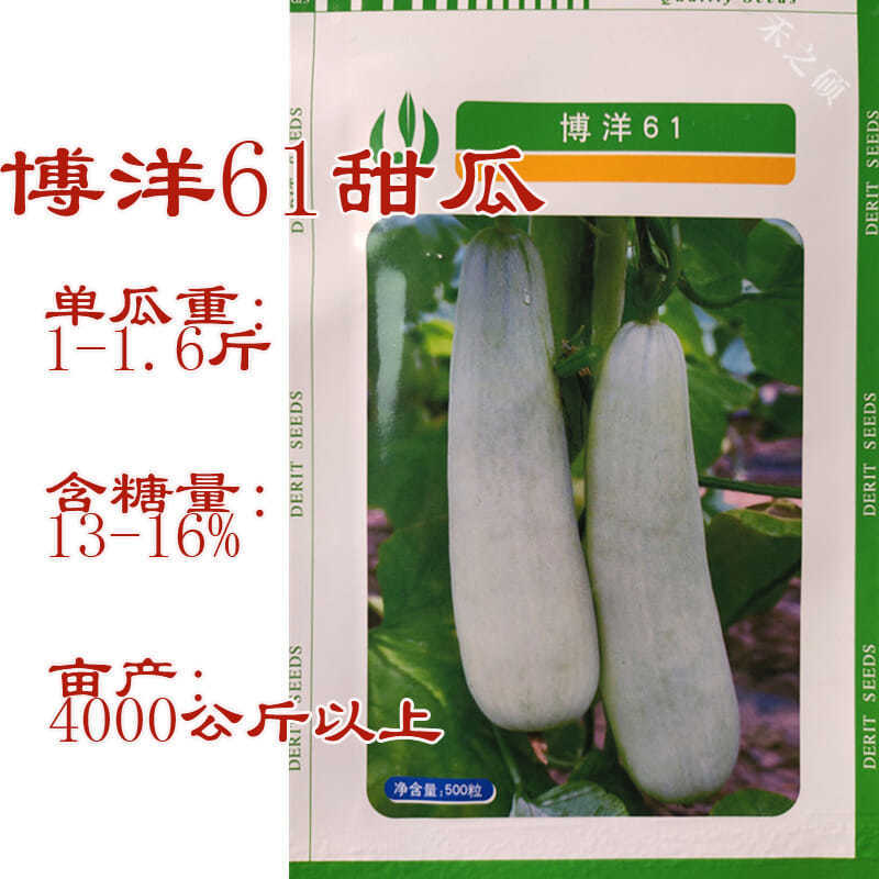 博洋61甜瓜种子天津德瑞特羊角脆羊角蜜薄皮甜脆杂交种子