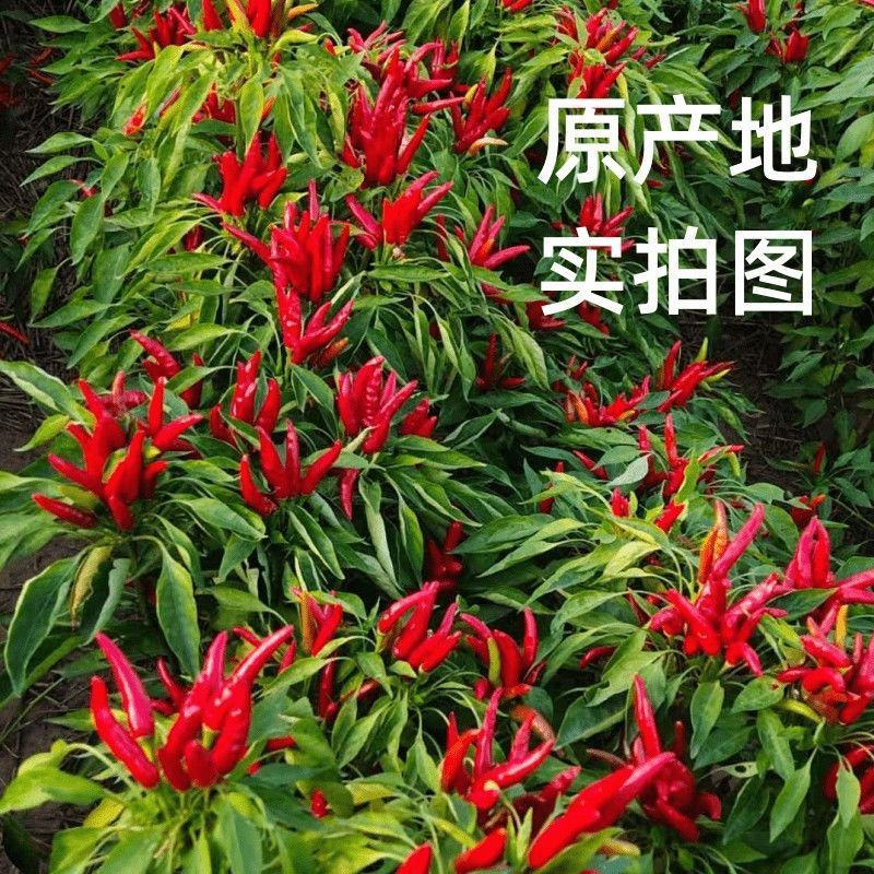 辣椒面辣椒粉特辣香辣微辣批发超辣魔鬼辣椒烧烤油泼辣子