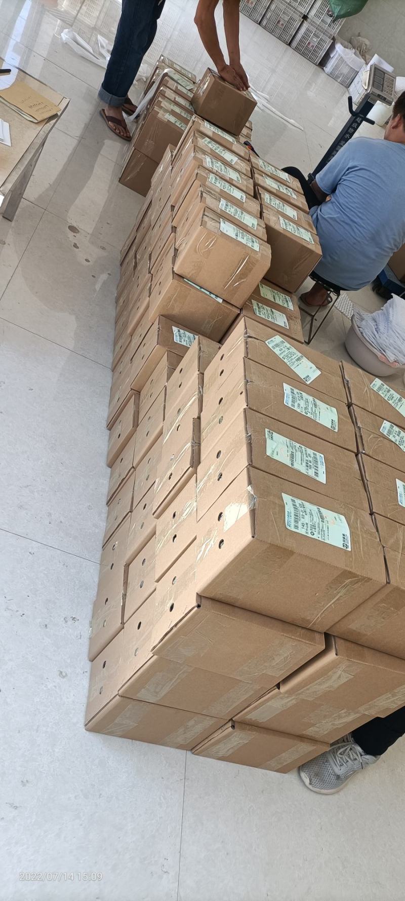 云南省大理白族自治州宾川县高原冬枣脆甜可口