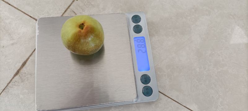 云南省大理白族自治州宾川县高原冬枣脆甜可口