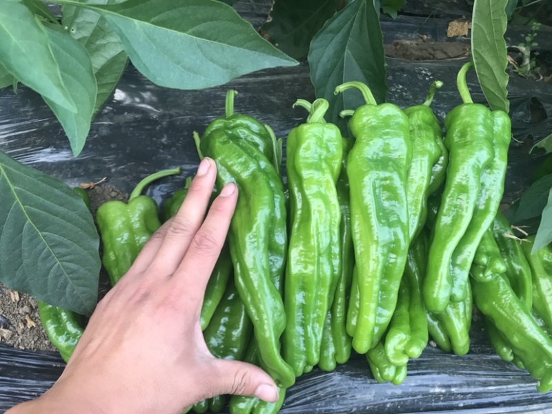 薄皮青椒芜湖椒20厘米以上青色微辣万亩基地