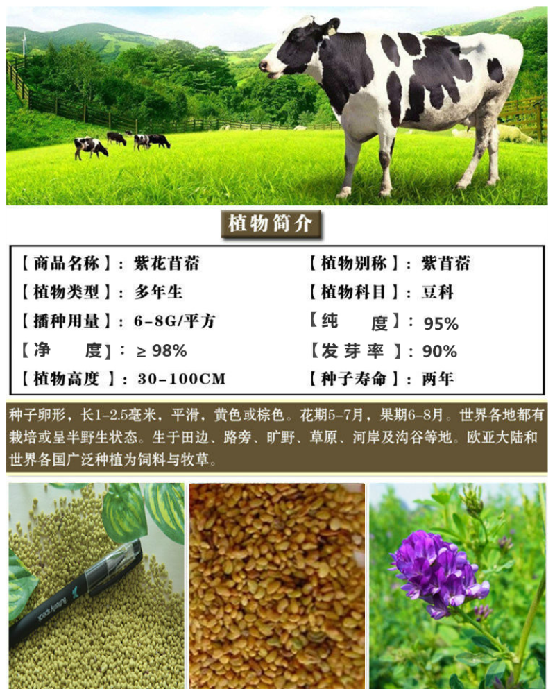 紫花苜蓿种子苜蓿草牧草种子南方北方多年生耐寒牛羊兔牧草