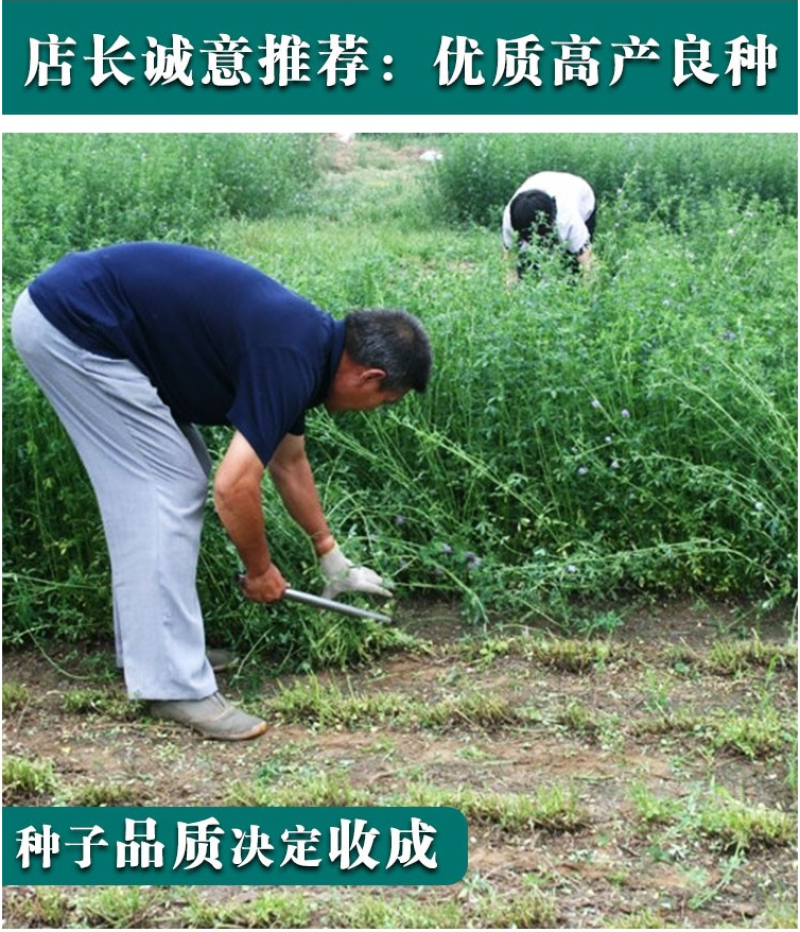 紫花苜蓿种子苜蓿草牧草种子南方北方多年生耐寒牛羊兔牧草