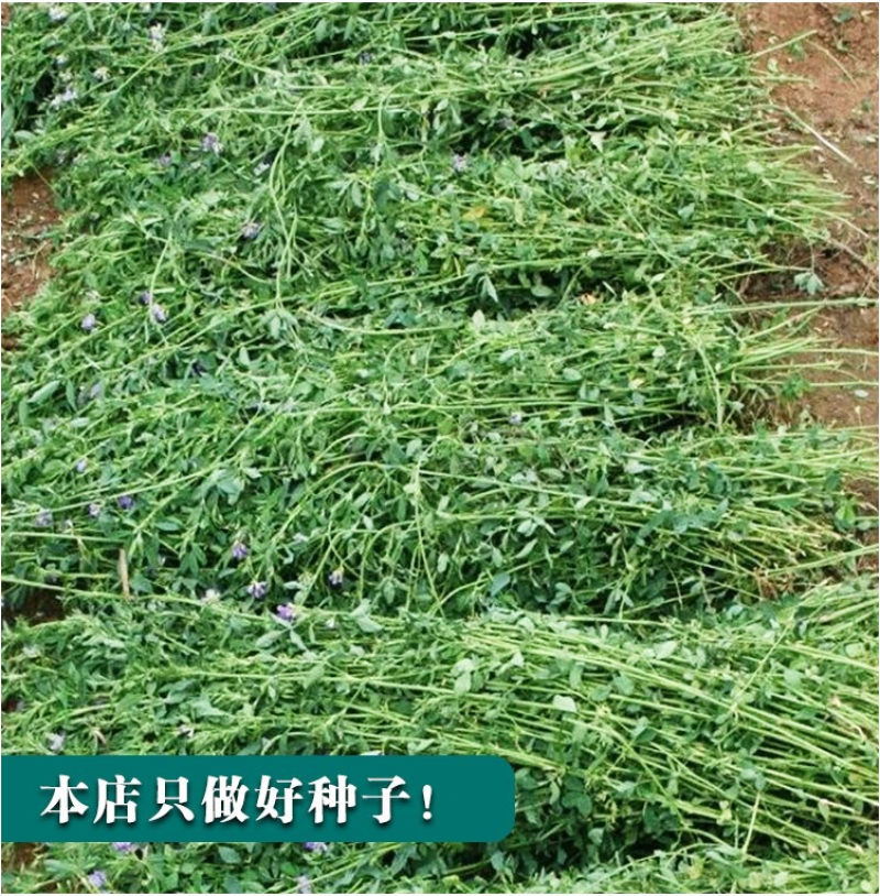 紫花苜蓿种子苜蓿草牧草种子南方北方多年生耐寒牛羊兔牧草