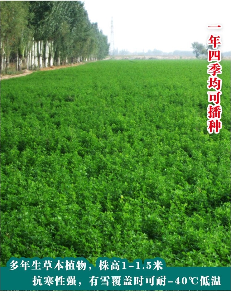 紫花苜蓿种子苜蓿草牧草种子南方北方多年生耐寒牛羊兔牧草