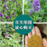 紫花苜蓿种子苜蓿草牧草种子南方北方多年生耐寒牛羊兔牧草