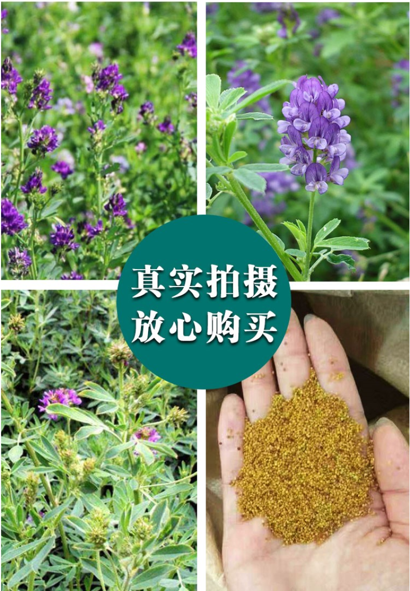 紫花苜蓿种子苜蓿草牧草种子南方北方多年生耐寒牛羊兔牧草