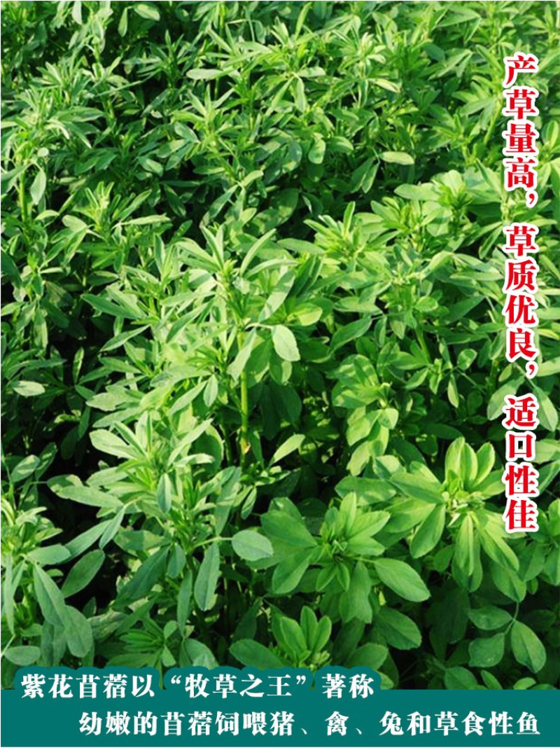 紫花苜蓿种子苜蓿草牧草种子南方北方多年生耐寒牛羊兔牧草