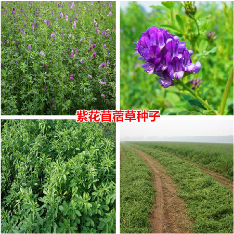 紫花苜蓿种子苜蓿草牧草种子南方北方多年生耐寒牛羊兔牧草