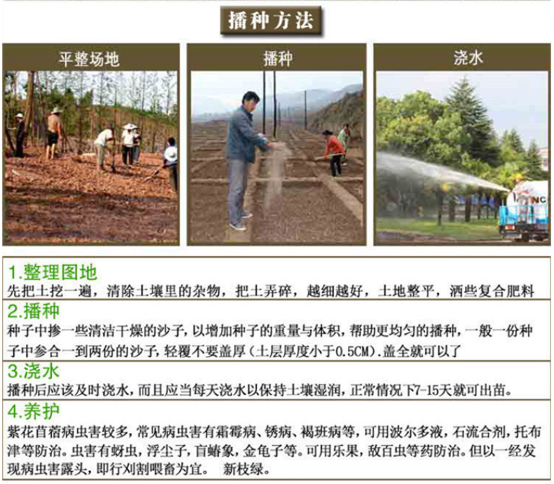 紫花苜蓿种子苜蓿草牧草种子南方北方多年生耐寒牛羊兔牧草
