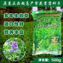 紫花苜蓿种子苜蓿草牧草种子南方北方多年生耐寒牛羊兔牧草