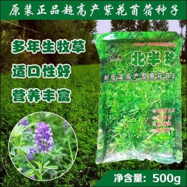 紫花苜蓿种子苜蓿草牧草种子南方北方多年生耐寒牛羊兔牧草